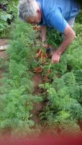 Des picking carrots May15