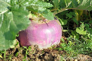 turnip-garden-17257207