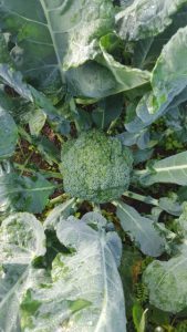 Broccoli picked for this weeks market 2016