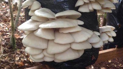 You are currently viewing Wollumbin Gourmet Mushrooms