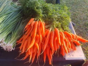 Read more about the article Carrots are in season but make sure you’re early!
