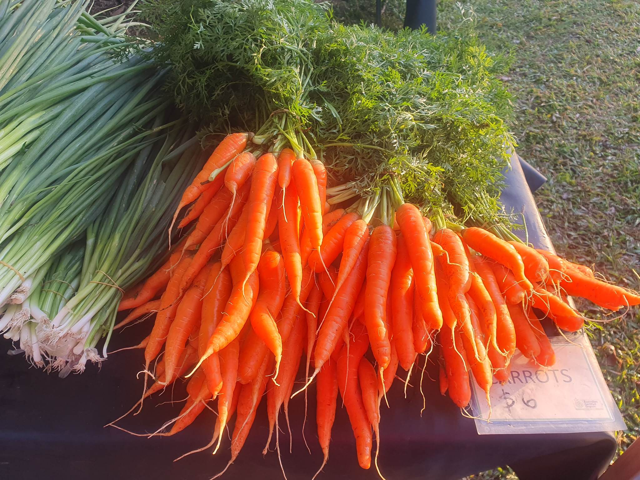 You are currently viewing Carrots are in season but make sure you’re early!