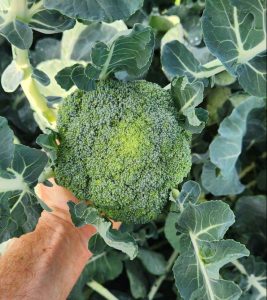 Read more about the article Broccoli is in season over at Johny’s Garden