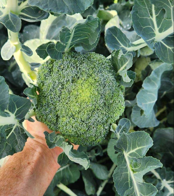 You are currently viewing Broccoli is in season over at Johny’s Garden