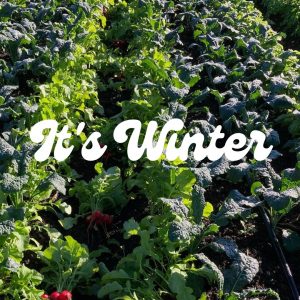 Read more about the article Winter’s here…