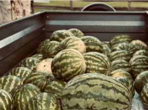 Read more about the article Watermelons are in season at Everest Farm