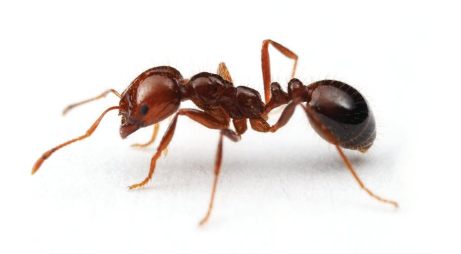 You are currently viewing Fire ant update