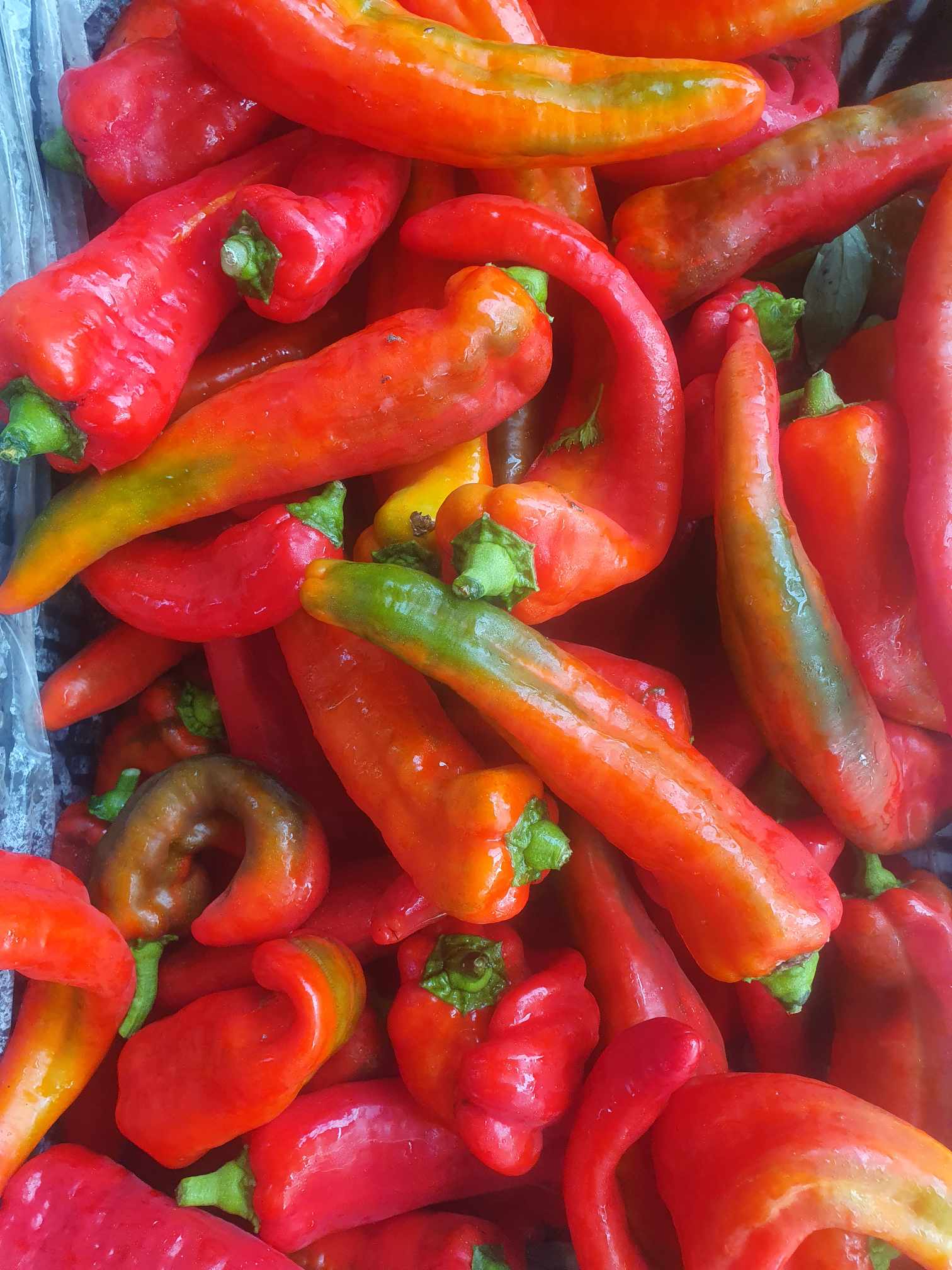 Read more about the article Bull horn peppers are in season at Summit Organics