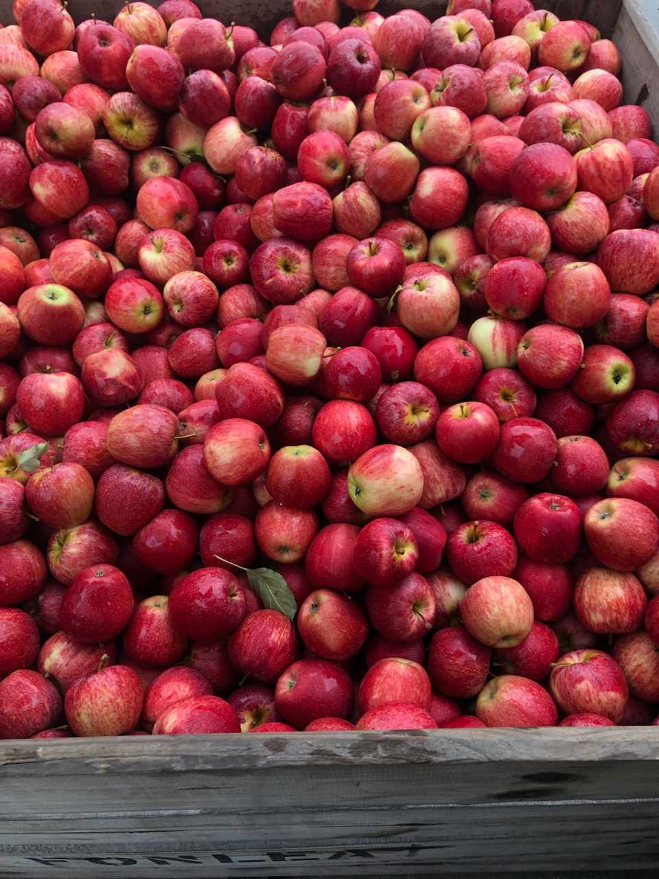 Read more about the article New Season Royal Gala Apples – hooray!