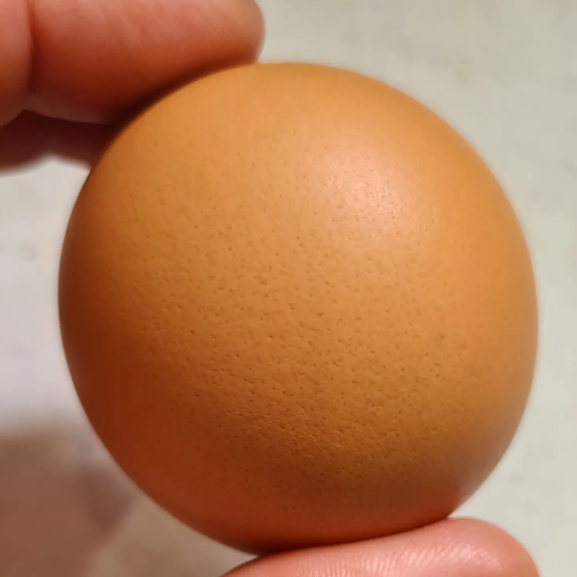 Read more about the article Egg-citing news over at Woodland Valley Farm