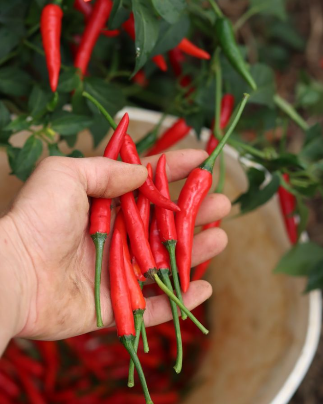 You are currently viewing Sunshine and chillies go hand in hand!