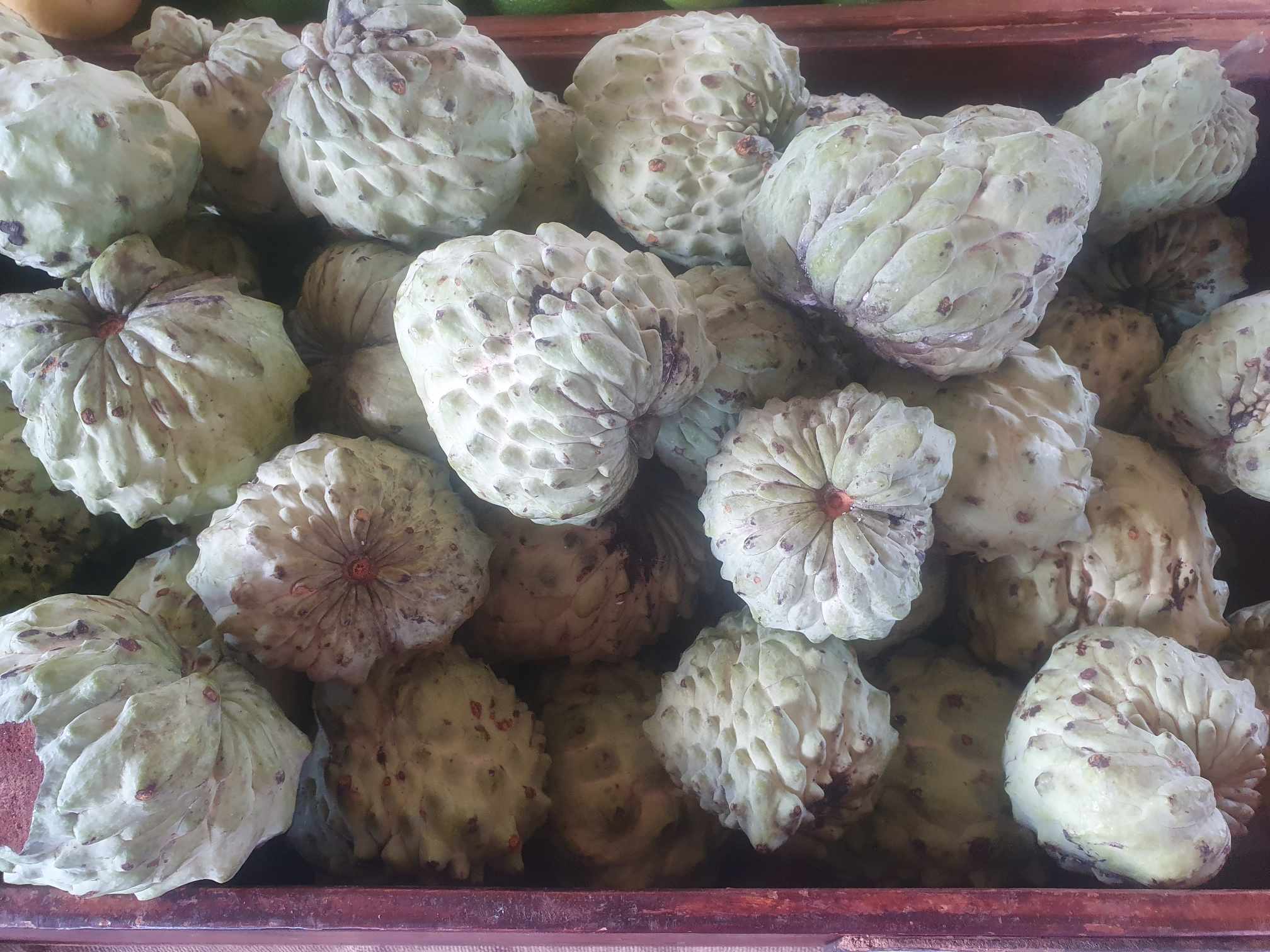 You are currently viewing Custard apples are in season