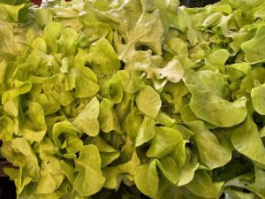 Read more about the article Lettuce is abundant!
