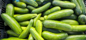 Read more about the article Cucumbers are in at Everest Farm