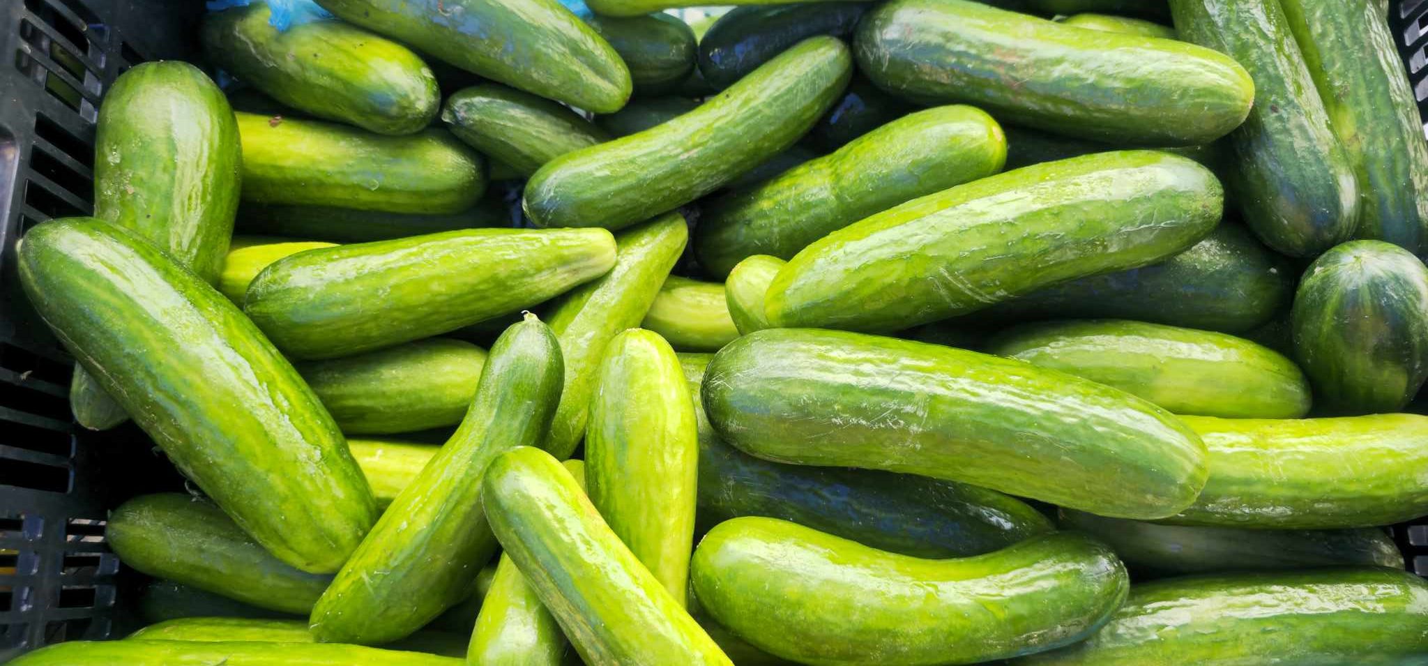 You are currently viewing Cucumbers are in at Everest Farm