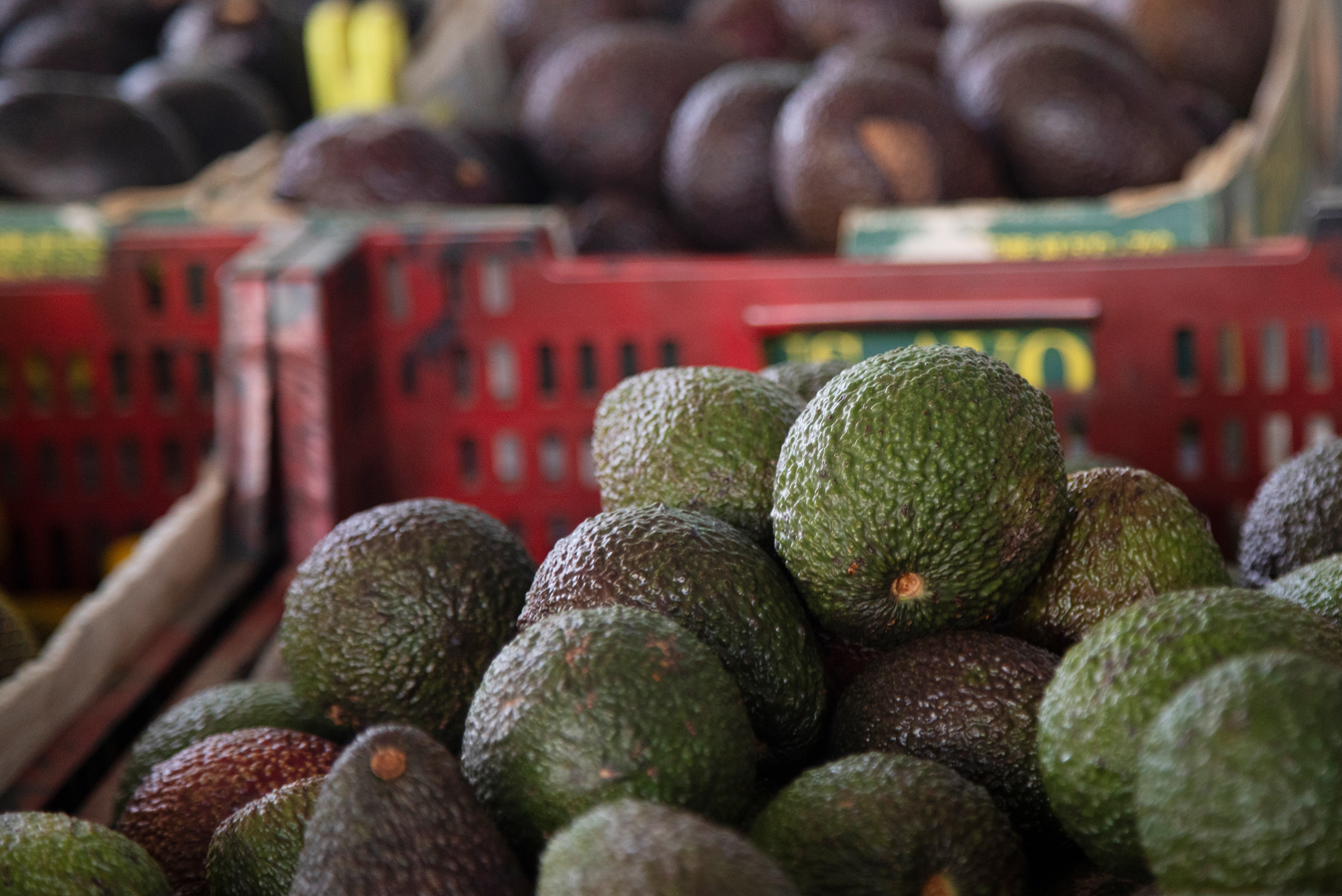 Read more about the article Avocados are back
