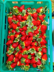 Read more about the article Strawberries are back!