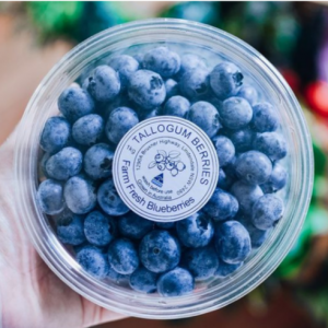 Read more about the article They’re back – blueberries return!