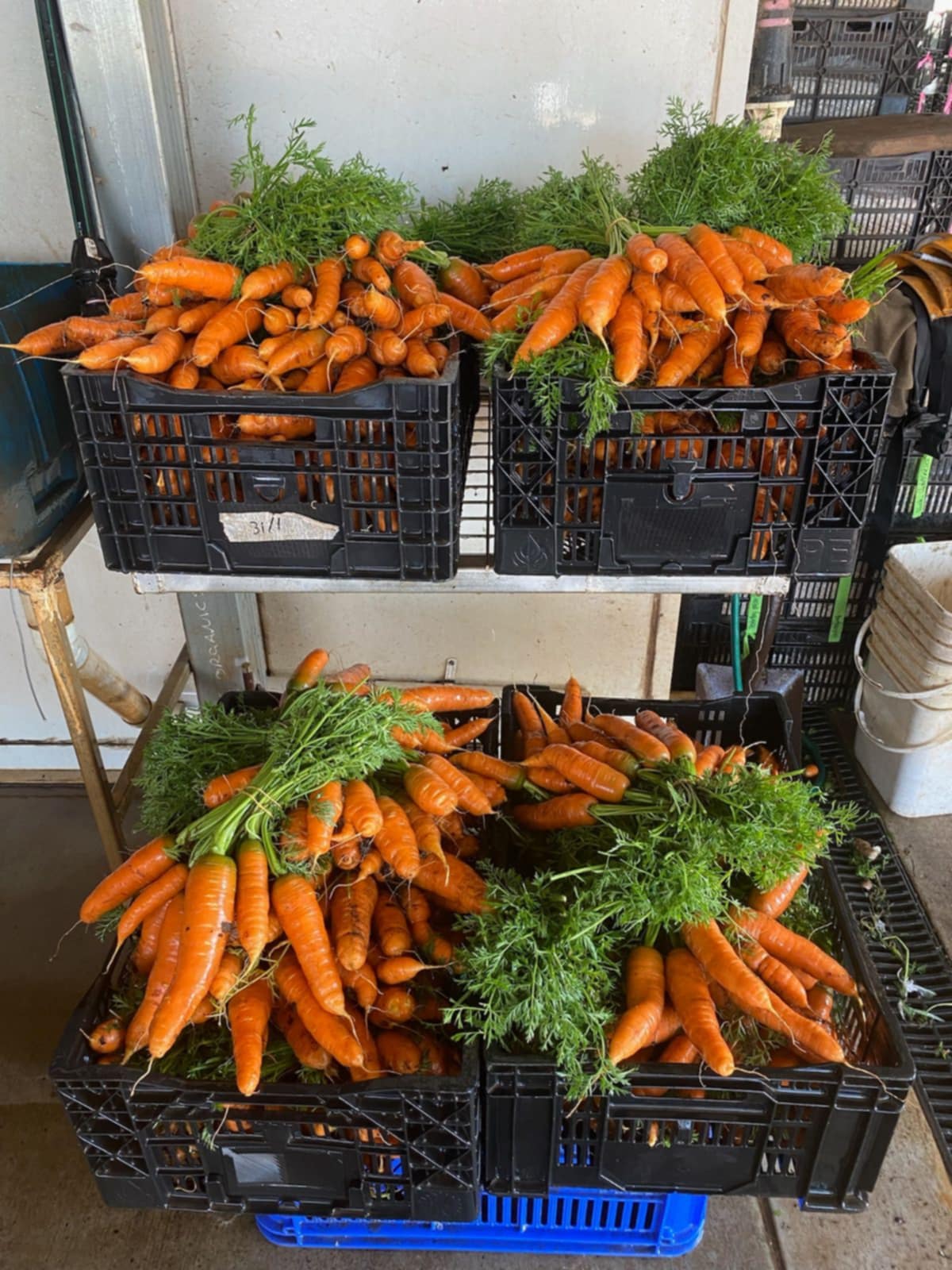 You are currently viewing Abundance of greens, carrots and flowers over at Summit Organics