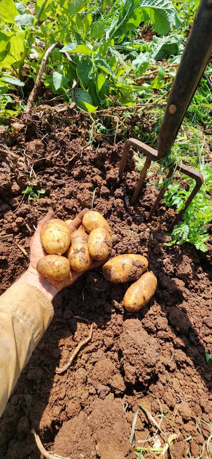 You are currently viewing New season potatoes are in!