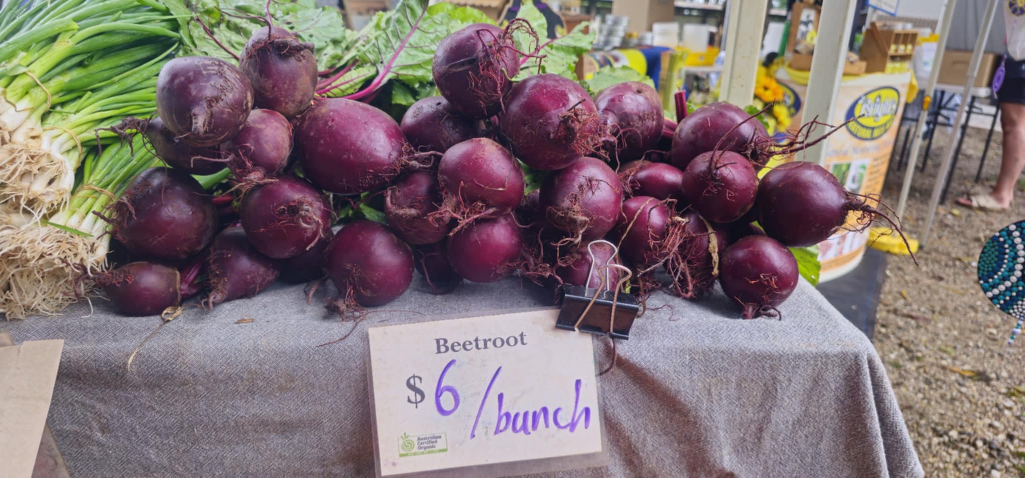 You are currently viewing Beetroot is in at Johny’s Garden